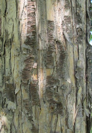 Bark Detail 1MB