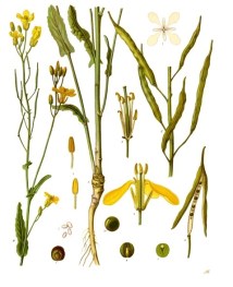 brassica_napus_-_kohler-s_medizinal-pflanzen-169