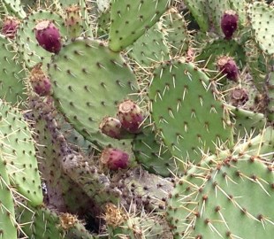 original-cactus-photo