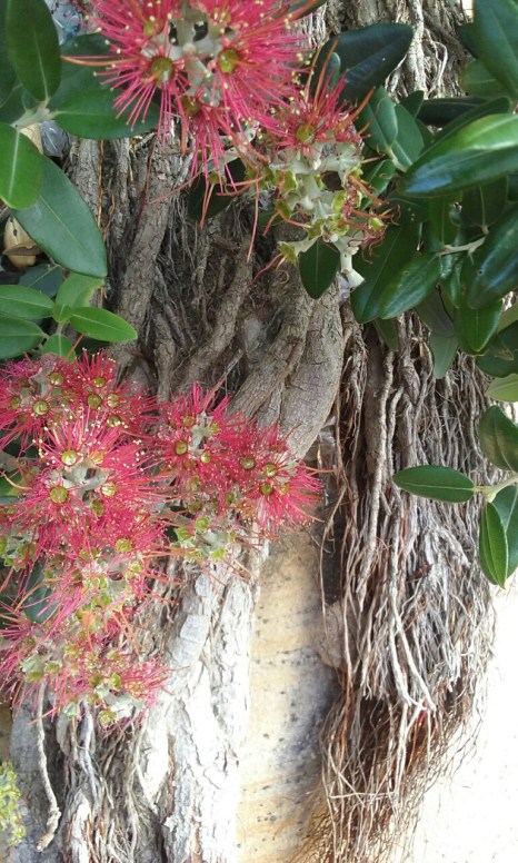 Pohutukawa actual tree